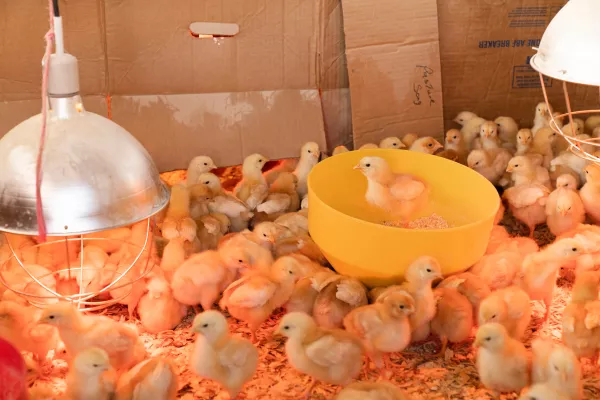 Более 214 тысяч суточных цыплят доставлены из Петербурга в Калининград