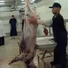 мясо оленя, Экспорт, Тушеная оленина в Санкт-Петербурге 9