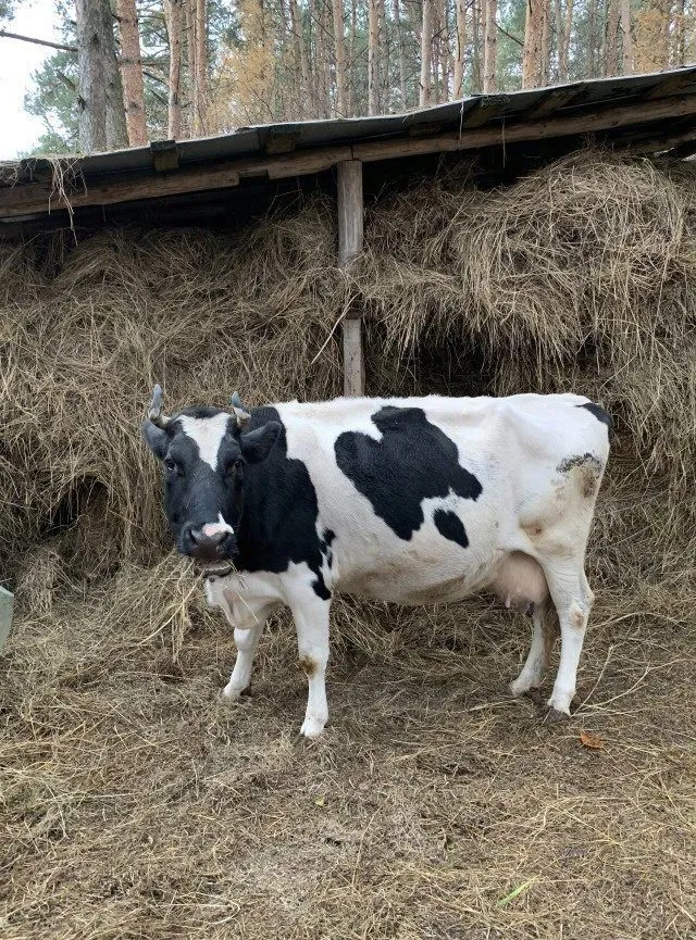 фотография продукта Срочно продаются коровы 1,2,3,4 лактации