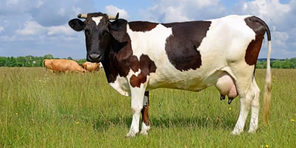 фотография продукта Коров на убой