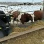 бычки на откорм из татарстана в Санкт-Петербурге