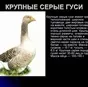 гусята от суточных в Санкт-Петербурге
